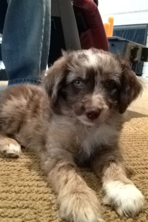  Beautiful Mini Aussie Doodle 2 sets of shots and several worming