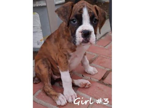  Beautiful boxer puppies for adoption - born Sept 5