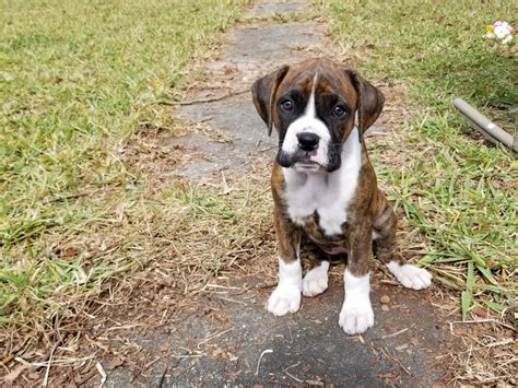  Beautiful boxer puppies for sale 2 males,1 female