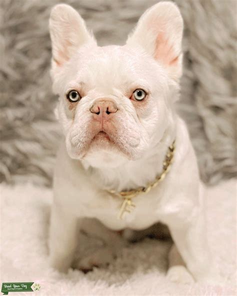  Beautiful fully visual fluffy French bulldog is looking for her forever home