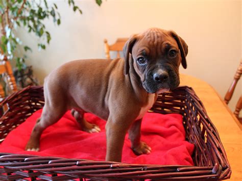  Beautiful litter of pure bred Boxer puppies for sale
