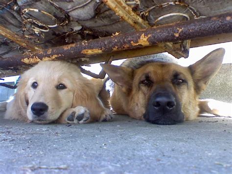  Because Golden Shepherds are devoted to their families and thrive on spending time with them, they do not like to be left alone for long periods of time