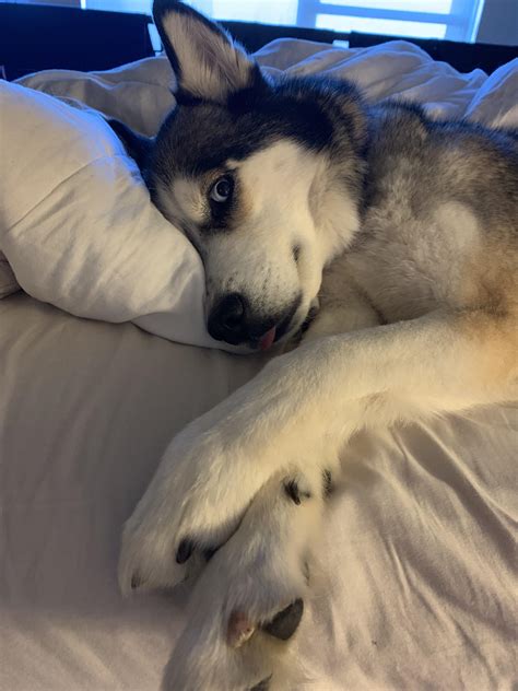  Because Siberian Huskies are so high energy, they are not a good fit for apartment living
