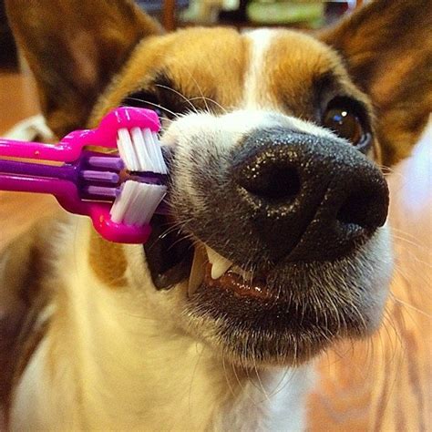  Because dental care is often overlooked, gum disease is one of the most common health issues in dogs