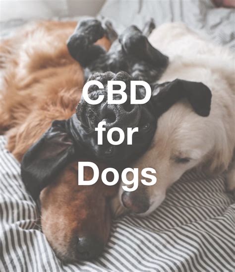 Because dogs have endocannabinoid receptors in all three layers of their skin, topical full spectrum hemp extract CBD salves are extremely effective
