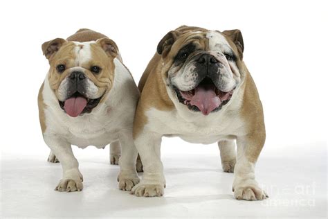  Because of its build and biology, male bulldogs often find it difficult to mate with female bulldogs