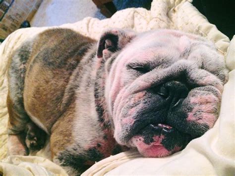  Because of its excess skin, the Mini-Bulldog is also prone to fainting due to heat