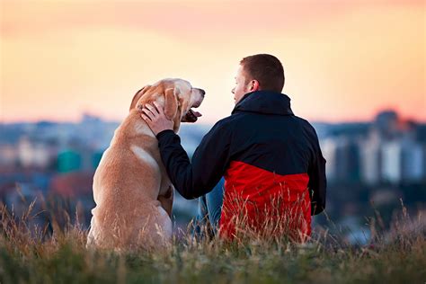  Because of its parent breeds, it is a loyal and obedient dog, which shows devotion towards its master