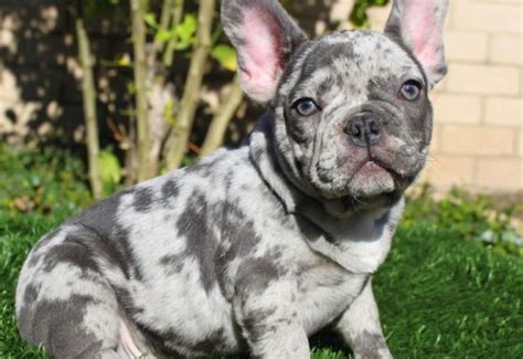  Because of the difficulty in achieving rare colors, unusual Frenchies can be more vulnerable to genetic diseases