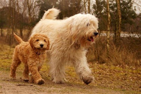  Because of the explosion in popularity over the last ten years in Poodle hybrids Goldendoodles, Labradoodles, etc