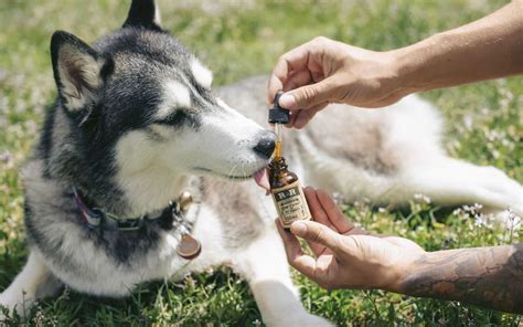  Because of the lack of THC, Hemp oil is also safe for pets to use