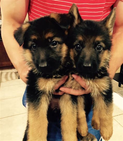  Because of the quality and pedigree of our German Shepherds there