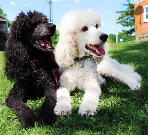  Because of the rich history of Poodles, breeders have taken care to manage bloodlines and ensure that quality animals come from each generation
