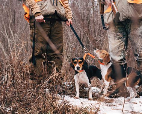  Because of their Beagle hunting nature, it is best to keep your Puggle on a leash when walking