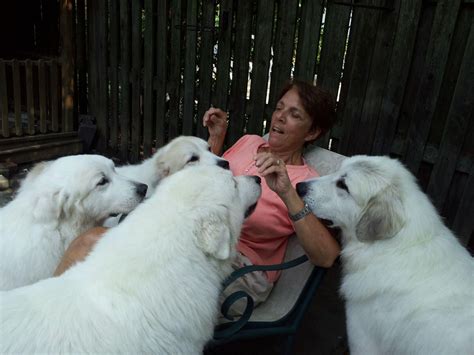  Because of their devoted, affectionate nature, Great Pyrenees are used as therapy and service dogs