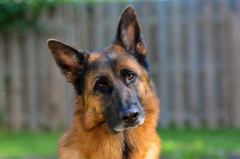  Because of their fierce loyalty, you will likely need to board your German Shepherd rather than leaving them with friends or family when traveling