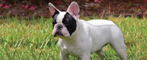  Because of their short, sturdy, muscular body and their tiny muzzle, Frenchies are predisposed to a wide array of ailments that are typical for small dog breeds