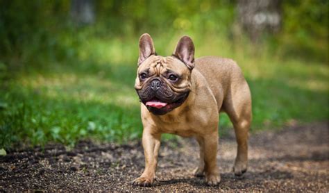 Because of their size and shape, most French bulldog females must have C-sections because it can be very dangerous for them to give birth naturally