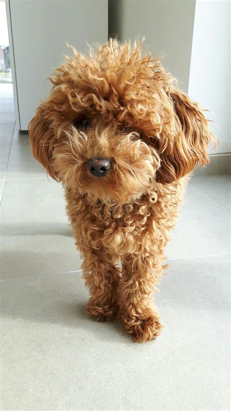  Because of their small size and squared-off proportions, many Teacup poodles resemble walking, barking teddy bears