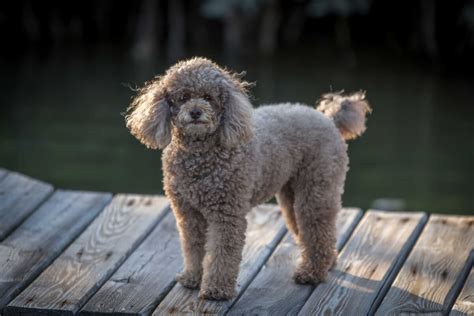  Because of this, Miniature Poodles can do well in many types of homes