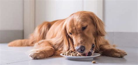  Because of this, puppies can easily overeat, especially Golden Retrievers