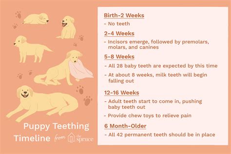  Because of this, puppies can often be aged accurately to the nearest week by looking at the combination of adult and deciduous teeth in their mouths