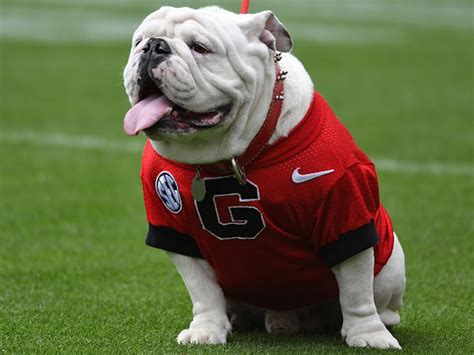  Because of this, the English bulldog is the most popular college mascot of all time