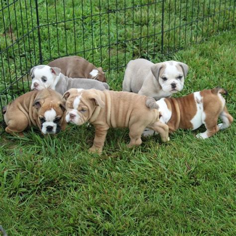  Because of this, the majority those requesting a Sugarplum Bulldog Puppy have also requested transport to their area of the country; those in Florida, for example, cannot easily make the drive to RI