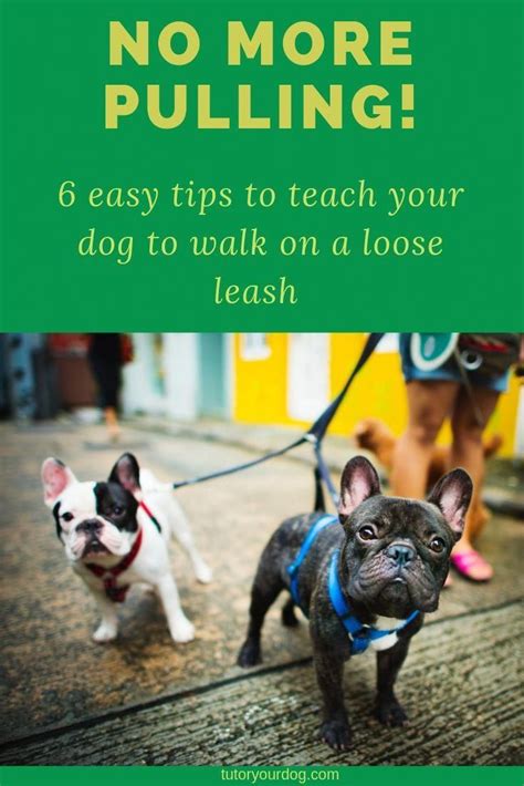  Because of this, you need to spend ample time in a day to exercise and to walk this dog otherwise; it can develop destructive behavior