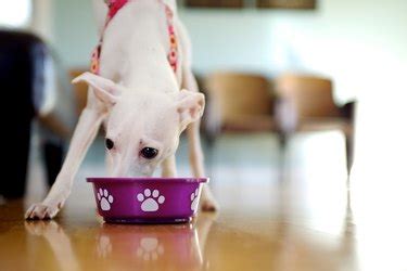  Because of this, your puppy may be a little stubborn about eating dry and wet food if they were only just recently weaned