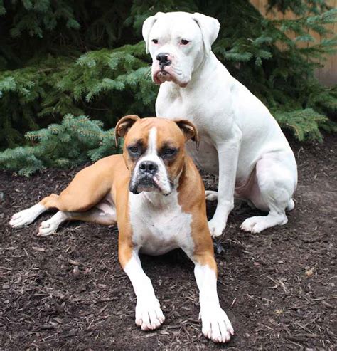  Because of this limitation, white Boxer dogs do not meet the breed standard for show conformation