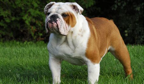  Because the English Bulldog is devoted to their pet parent, they can respond well to training, especially with a toy or food reward