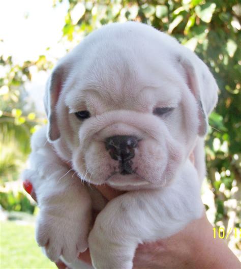 Because the babies are so vulnerable we try to select and keep female English Bulldogs that show endearing and caring traits towards their babies