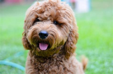  Because the parents are two of the most popular dog breeds of all time, Goldendoodles are well loved because of their great personality and a fantastic amount of intelligence to help them integrate with virtually any family