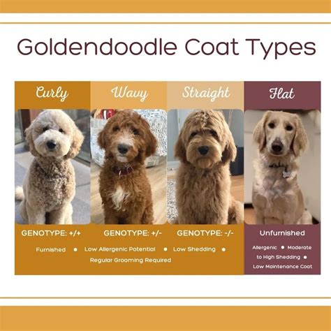  Because their coat types can vary, depending on your puppy, if they have a curly coat you may need to frequently brush them to avoid matting