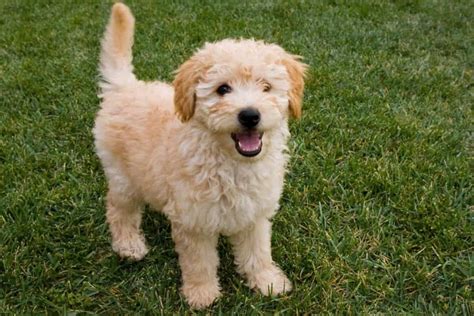  Because they are a cross breed, their traits are not fixed, so there is not a guarantee that the Goldendoodle puppy you purchase will fall into the desired weight range