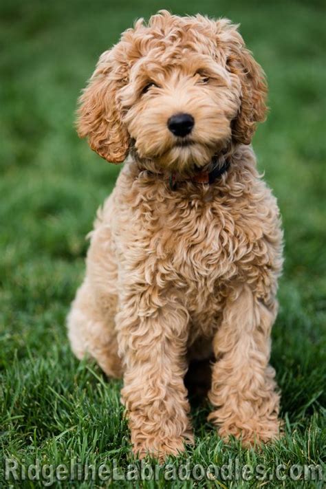  Because they have Australian Labradoodle in them, they will also have genetic material contributed from the Australian Labradoodle parent breeds listed at the top of this page
