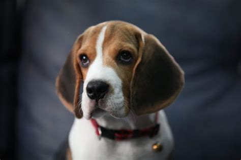  Because they have inherited the long, floppy ears of the Beagle, their ears are especially susceptible to infection
