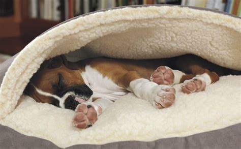  Bed Style: You can opt for dog beds that are covered if your Frenchie likes enclosed spaces