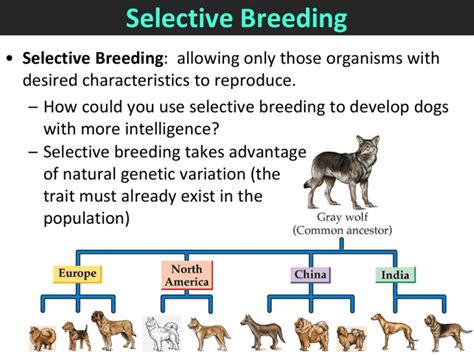  Before breeding any two animals, it is important to consider the potential health and temperament issues that may arise in the resulting offspring