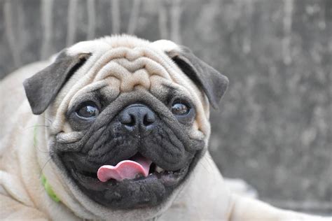  Before buying or adopting a Bull Pug, you must know what you are getting into