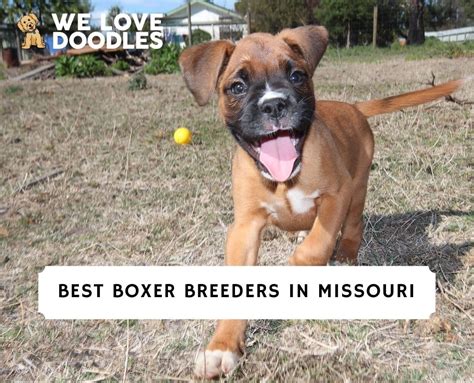  Before getting to work with Missouri boxer breeders, they must first know what kind of payment they are looking forward to accepting