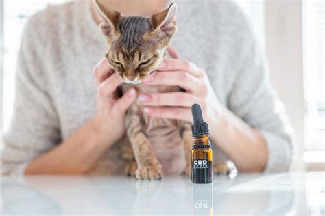  Before giving your own cat CBD, it
