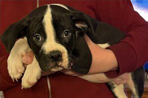  Before searching "American Bulldog puppies for sale near me", review their average cost below