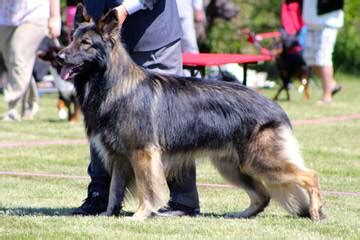 Before searching "Shiloh Shepherd puppies for sale near me", review their average cost below
