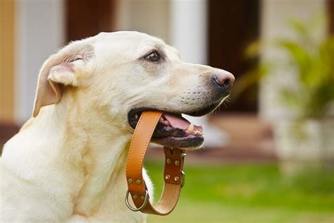  Before taking them outside, ensure that they are comfortable wearing a collar and leash