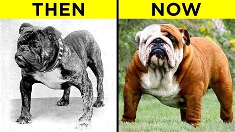  Before the s, the English then brought over their bulldogs and mastiffs