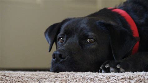  Before you commit to a black Lab Chow mix puppy, ask the breeder whether the Labrador parent comes from working or show lines, ask yourself if you can still meet the needs of a dog who needs several hours of exercising and engagement every single day