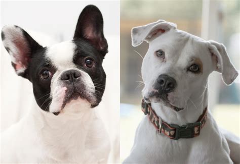  Before you decide if a French Pitbull is right for you, consider the following disadvantages of crossbreeding: Hard to predict size: The American Pit Bull Terrier and Staffordshire Bull Terrier are normally larger than a Frenchie