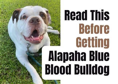  Before you decide to buy a puppy, consider whether an adult Alapaha might better suit your needs and lifestyle